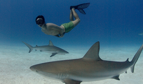 Fra filmen Sharkwater
