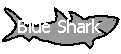 Link to the Blue Shark