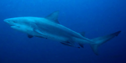 Photo of a Bull Shark