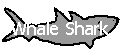 Link to the Whale Shark